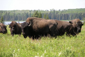 manitobabuffalo