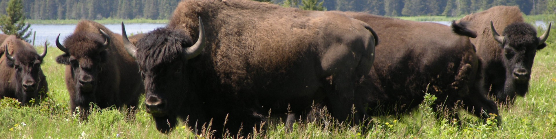 manitobabuffalo